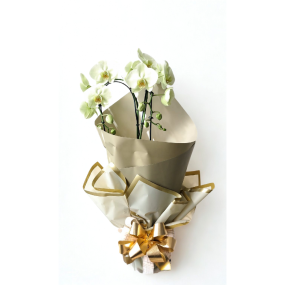ORQUÍDEA CLASSIC