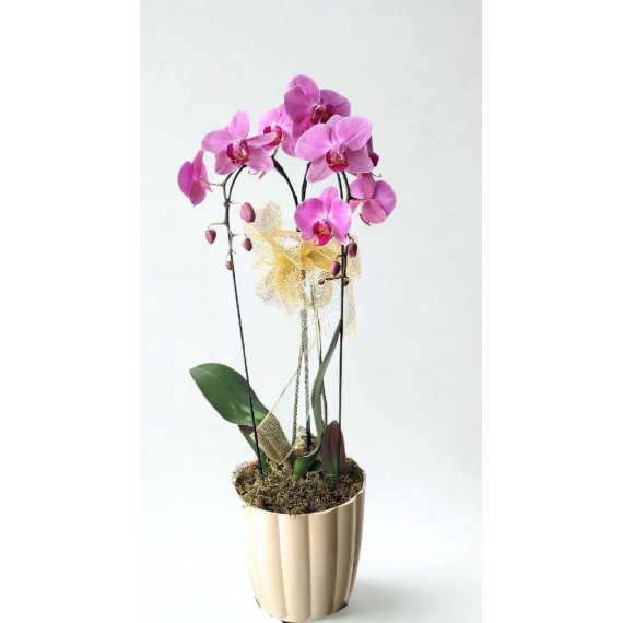 ORQUÍDEA no vaso