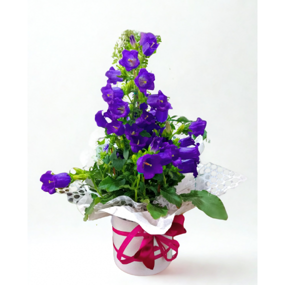 Campanula Roxa