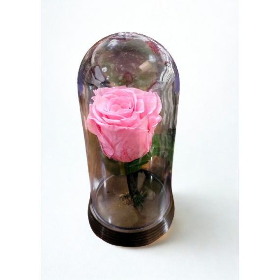 Rosa Encantada Rosa