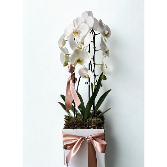 Orquídea Premium