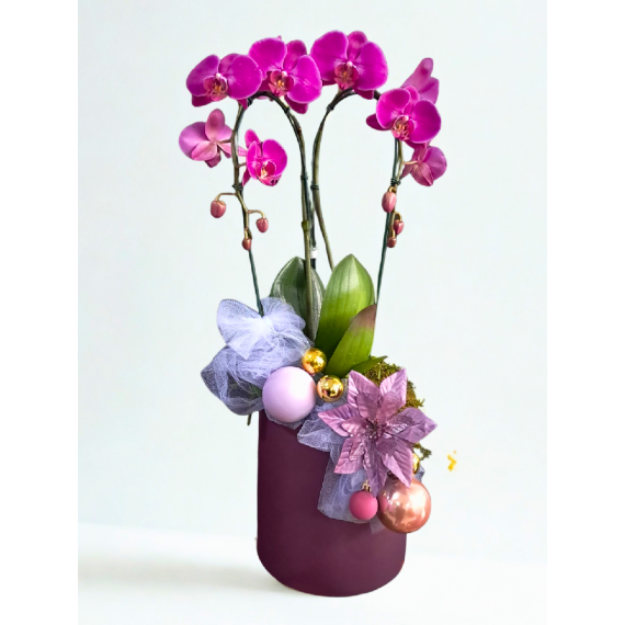  Orquídea Natalina Roxa