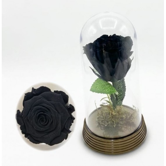 Rosa Encantada Preta