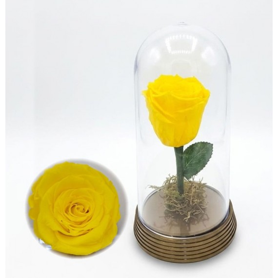 Rosa Encantada Amarela 