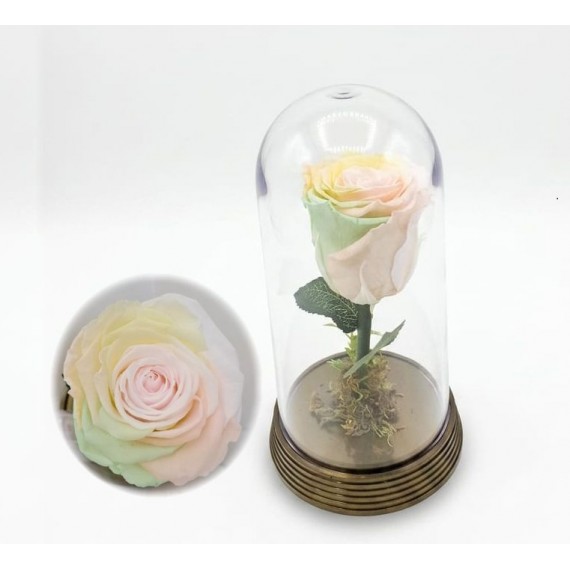 Rosa Encantada Arco Iris Pastel