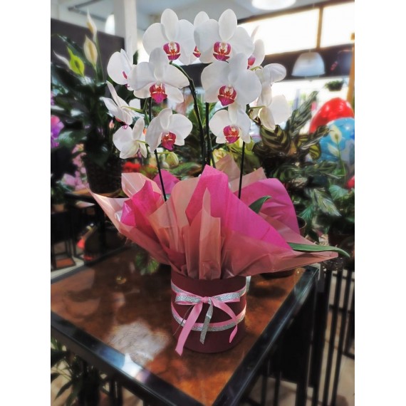 ORQUÍDEA DUPLA NO BOX